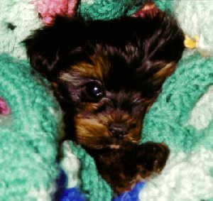 Skoshi in Blanket