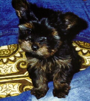 (The Loveable Yorkie)