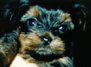 Skoshi 7 weeks