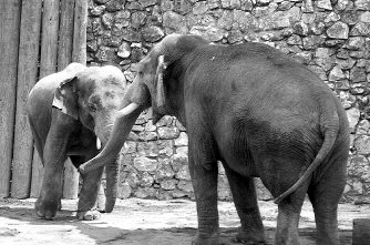 Elephants