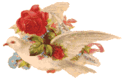 Doves-Roses