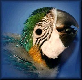 Macaw baby