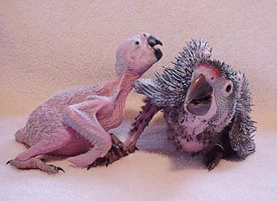  Macaws