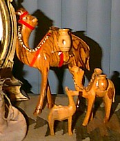 camel.jpg