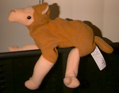 camel1.jpg