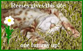 Reeses tummy  up
