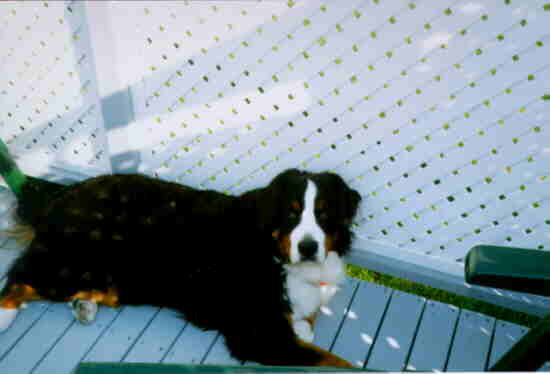 JESSIE
