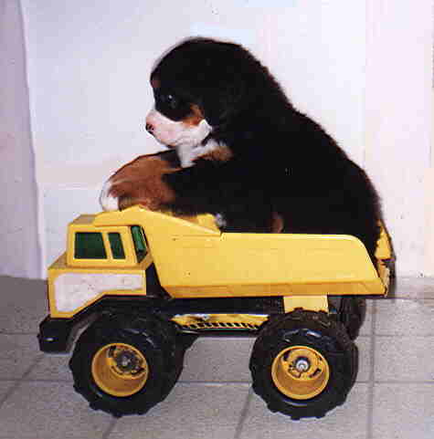Chiot