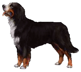 bernese