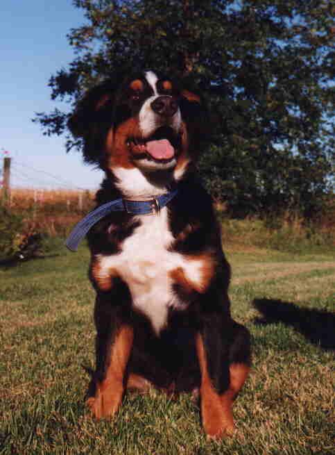 GOLIATH