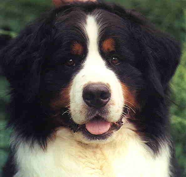 KODI