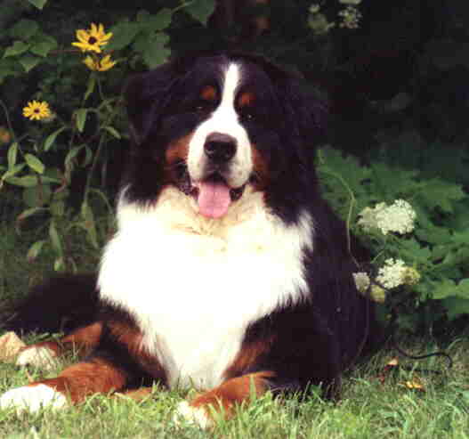 KODI