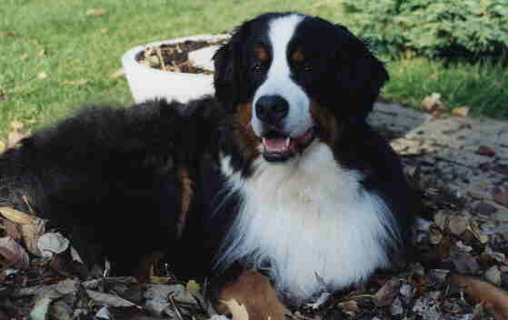 MISHKA