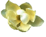 Magnolia.gif