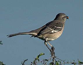 mockingbird.jpg