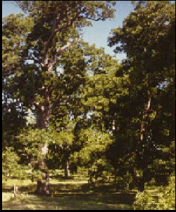 pecantree.gif