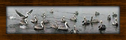 pelicans.gif