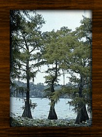 swamp5.jpg