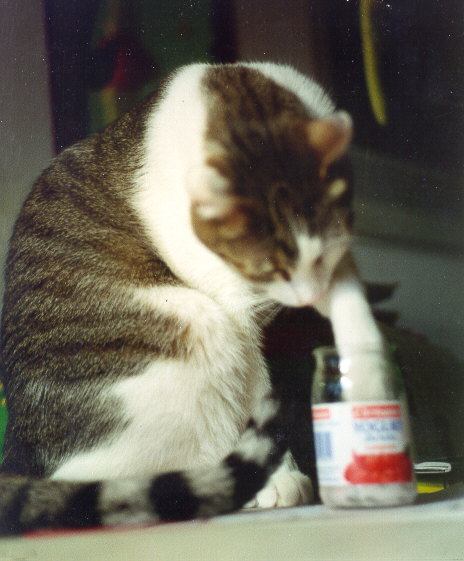 joghurt