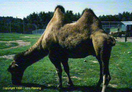 Image - Copyright 1998 - John Fleming