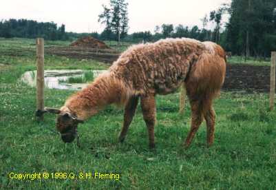 Picture of a sheared llama - Copyright  1996 Q. & H. Fleming, Used with permission.