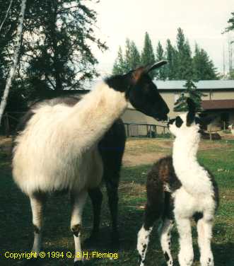 Image Copyright  1994 Q. & H. Fleming.  Used with permission