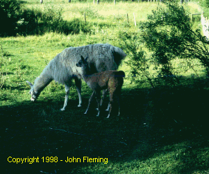 'Sasha and Cria at Hawkwood Farm' - Copyright 1998 - John Fleming