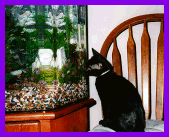Fishwate.gif - 18.28 K