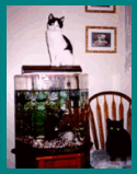 Tankcats.gif - 13.32 K