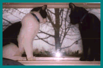Windowcats.gif - 16.97 K