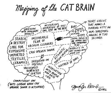 catbrain.gif - 45.05 K