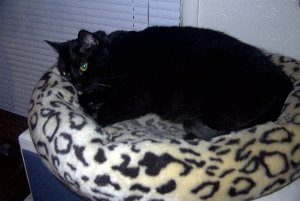 Smudgie01- 23.2K