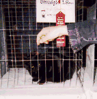 smudgieA4.gif - 15.80 K