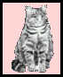 tabby3.gif - 3.26 K