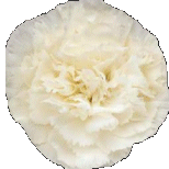 White carnation. Lena's favorite flower
