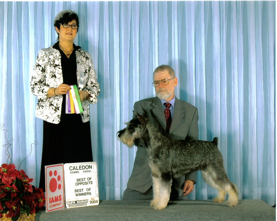 This is a picture of Becky going best of opposite sex, best of winners & best puppy. (Caledon).