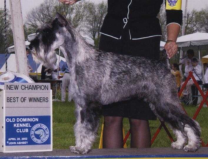 This is a picture of Jake when he
 was in USA winning his Am Ch.