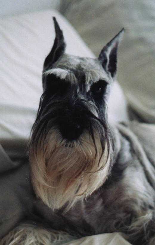 This is Maggie our first at 15 years old.