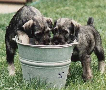 we call watching the puppies play, puppy vision.