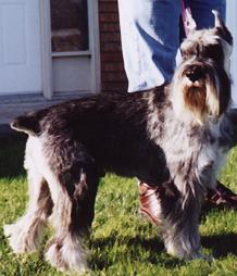 This is a picture of Spenser when he
 was here for a grooming.