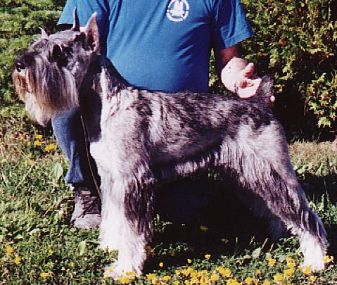 This is a picture of Tucker when he
 was here for a grooming.