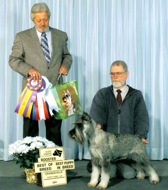 This is Piper winning Best of Breed and best of winners to finish her Championship.