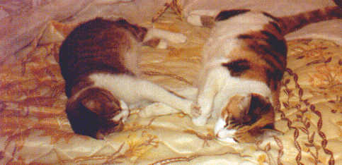 Belle&Daisy