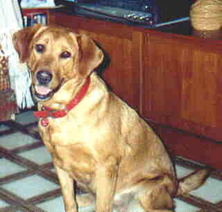 Brandy