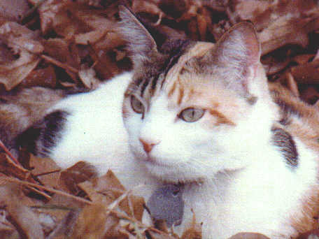 Daisy