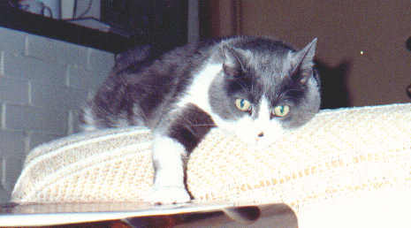 Sheba