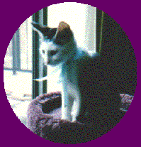 Baby Mr. Chips