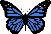 butterfly pic