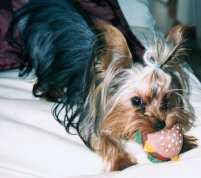 Sweetie with Burger