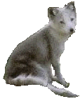 Lobo.